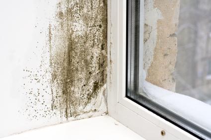 Miami Mold Remediation